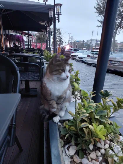 Café management