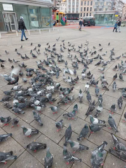 The pigeon lobby